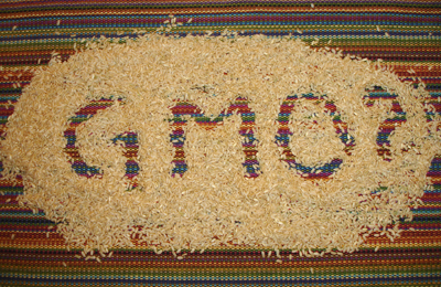 GMO_rice