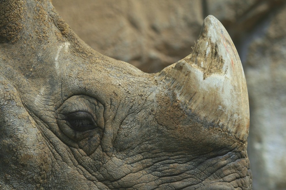 Rhino_Horn